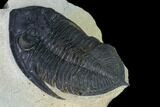 Zlichovaspis Trilobite - Atchana, Morocco #165884-3